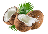 Coconut Flavor Boba( J-TB108)