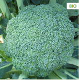 Broccoli Calabrese Natalino