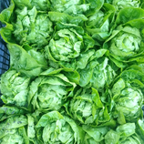Bio-Salat Sorte Little Gem