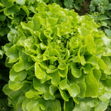 Bio-Salat Sorte Vitally