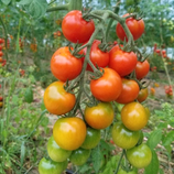 Bio-Tomate Sorte Zuckertraube
