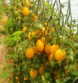 Bio-Tomate Sorte Yellow Submarine