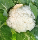 Bio-Karfiol Sorte Neckarperle
