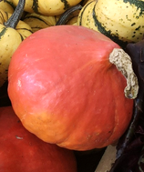 Bio-Kürbis Sorte Red Kuri