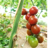 Bio-Tomate Sorte Black Cherry