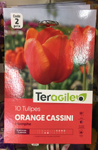 BULBES TULIPE ORANGE CASSINI X 10