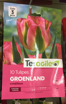 TULIPE GROENLAND X 10