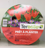 BULBES PRET A PLANTER TULIPES ET CROCUS X 19