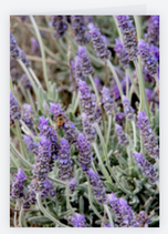 Bee on Lavender 2, Greeting Card