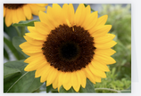 Sunflower; landscape, Greeting Card