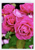 Pink Rose, Greeting Card