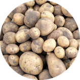 Bio-Kartoffeln mehligkochend Sorte Jelly oder Agria