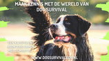 Dogsurvivaltraining