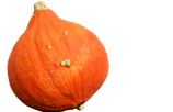 Hokkaido Kürbis