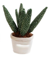 Plüsch Plant - Aloe