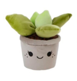 Plüsch Plant - Echeveria