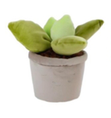 Plüsch Plant - Echeveria