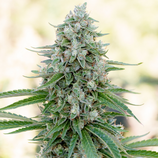 SILENT SEEDS - CRITICAL MANGO AUTO