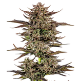 BARNEYS - FROSTED ZINN X3 BEARS OG AUTO