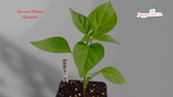 PIANTA PEPERONCINO CAPSICUM RABENII ALONGADO - VASO 14