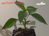 PIANTA PEPERONCINO WILD PURPLE GUATEMALAN - VASO 14