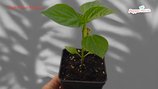 PIANTA PEPERONCINO GIANT MALAWI PIQUANTE AKA GIANT PEPPADEW - VASO 14