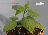 PIANTA PEPERONCINO ROCOTO BROWN  - VASO 14