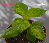 PIANTA PEPERONCINO NINFADORA - VASO 14