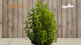 PIANTA ORIGANO Origanum vulgare - vaso 14