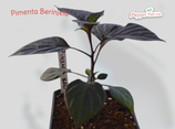 PIANTA PEPERONCINO PIMENTA BERINJELA O PIMENTA BERINGELA - VASO 14