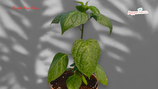 PIANTA PEPERONCINO ROCOTO MINI OLIVE - VASO 14