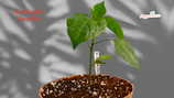 PIANTA PEPERONCINOAJI CHICOTILLO LONG RED - VASO 14