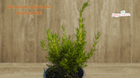 PIANTA ROSMARINO OFFICINALE MAJORKA PINK Rosmarinus officinalis Majorca Pink - vaso 14