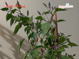 PIANTA PEPERONCINO KALA MORICH - VASO 14