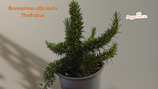 PIANTA ROSMARINO Rosmarinus officinalis - vaso 14