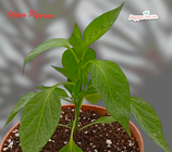 PIANTA PEPERONCINO PETER PEPPER RED - VASO 14