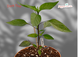 PIANTA PEPERONCINO DARK THAI -  VASO 14
