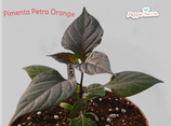 PIANTA PEPERONCINO PIMENTA PETRA ORANGE  - VASO 14