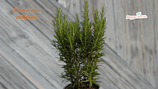 PIANTA ROSMARINO Rosmarinus officinalis - vaso 14