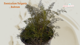 PIANTA FINOCCHIO NERO Foeniculum Vulgaris Rubrum - vaso 14