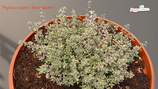 PIANTA TIMO SILVER QUEEN Thymus vulgaris 'Silver Queen' - vaso 14