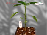 PIANTA PEPERONCINO AJI ORANGE - VASO 14