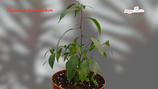 PIANTA PEPERONCINO CAPSICUM LANCEOLATUM - VASO 14