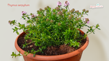 PIANTA TIMO SERPILLO Thymus serpyllum' - vaso 14