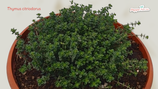 PIANTA TIMO LIMONE Thymus citriodorus - vaso 14