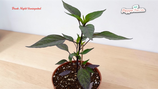 PIANTA PEPERONCINO DARK NIGHT VARIEGATED F3 - VASO 14