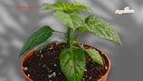 PIANTA PEPERONCINO PIMENTA ARRIBA SAIA o PIMENTA UMBIGO DE TAINHA - VASO 14