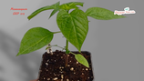 PIANTA PEPERONCINO MICROCARPUM CAP 215 - VASO 14