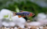 Quergestreifter Zwergbärbling - Danio erythromicron