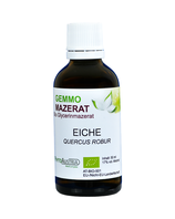 355 Eiche ( Quercus Rubur )